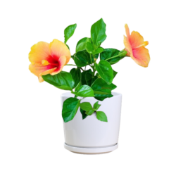 Hibiscus Rosa Sinensis (Orange A)